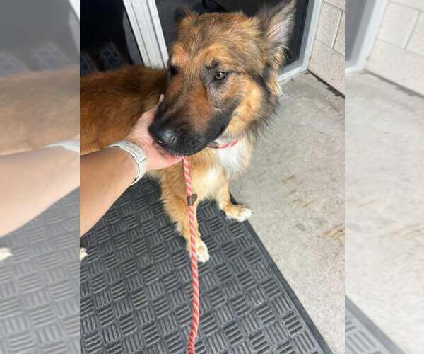 Medium Photo #2 Mutt Puppy For Sale in Rowlett, TX, USA