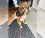 Small #1 Mutt