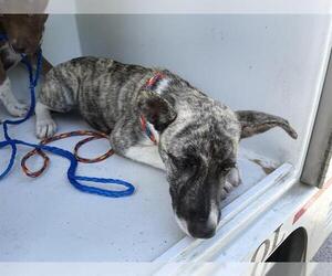 American Pit Bull Terrier-Unknown Mix Dogs for adoption in Houston, TX, USA