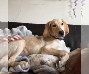 TANNER - Male Golden Labrador Dog for Adoption - Photo #3
