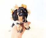 Small #1 Dachshund