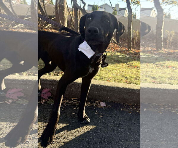 Medium Photo #5 Labrador Retriever-Unknown Mix Puppy For Sale in Westwood, NJ, USA