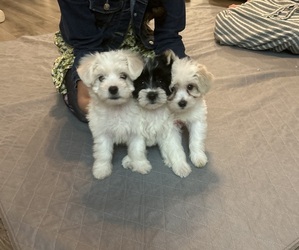 Morkie Litter for sale in TRANSYLVANIA, LA, USA