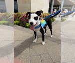 Small #1 Labrador Retriever Mix
