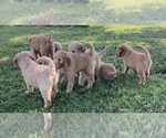 Small Photo #3 Goldendoodle Puppy For Sale in IONIA, KS, USA