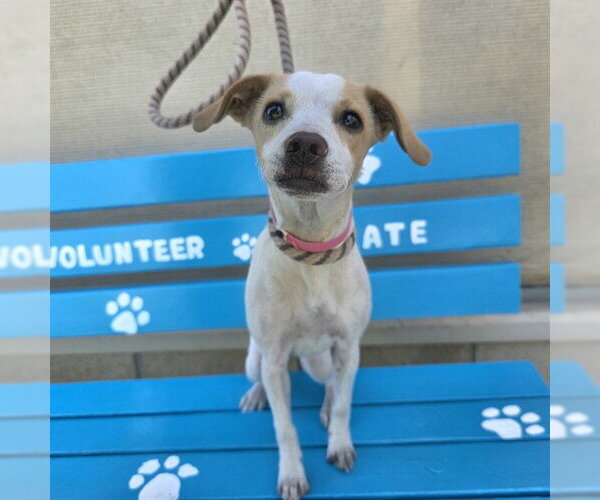 Medium Photo #1 Chihuahua-Unknown Mix Puppy For Sale in Long Beach, CA, USA
