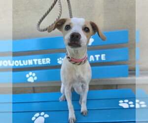 Chihuahua-Unknown Mix Dogs for adoption in Long Beach, CA, USA