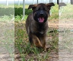 Small Photo #8 German Shepherd Dog Puppy For Sale in SUGAR LAND, TX, USA