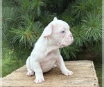 Small #1 French Bulldog