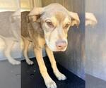 ROSEWOOD - Female American Staffordshire Terrier-Unknown Mix Dog for Adoption - Small photo