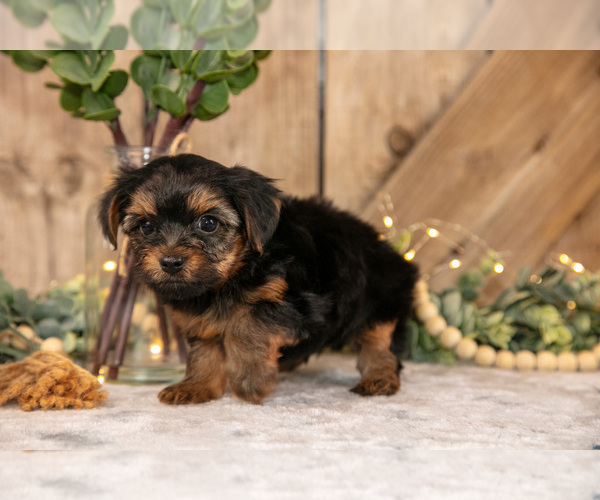 Medium Photo #10 Yorkshire Terrier Puppy For Sale in GREENWICH, OH, USA
