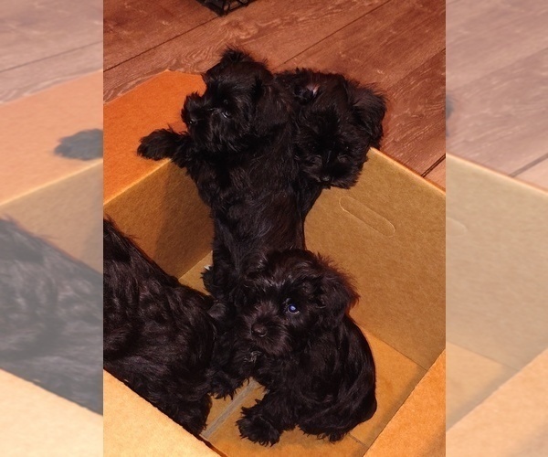 Medium Photo #18 Schnauzer (Miniature) Puppy For Sale in ENID, OK, USA