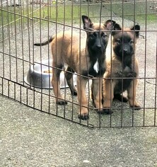 Belgian Malinois Puppy for sale in EAST UNION, WA, USA