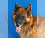 Small German Shepherd Dog