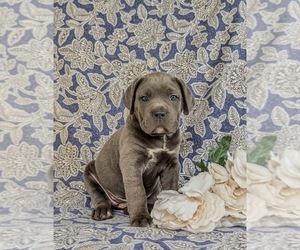 Cane Corso Puppy for sale in KIRKWOOD, PA, USA