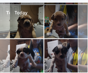 American Boston Bull Terrier-English Bulldogge Mix Puppy for sale in KANSAS CITY, MO, USA