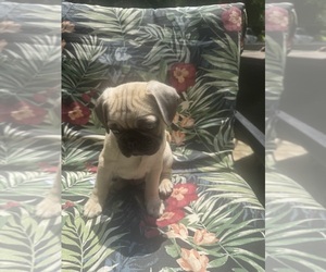 Pug Puppy for sale in BRIDGEPORT, CT, USA