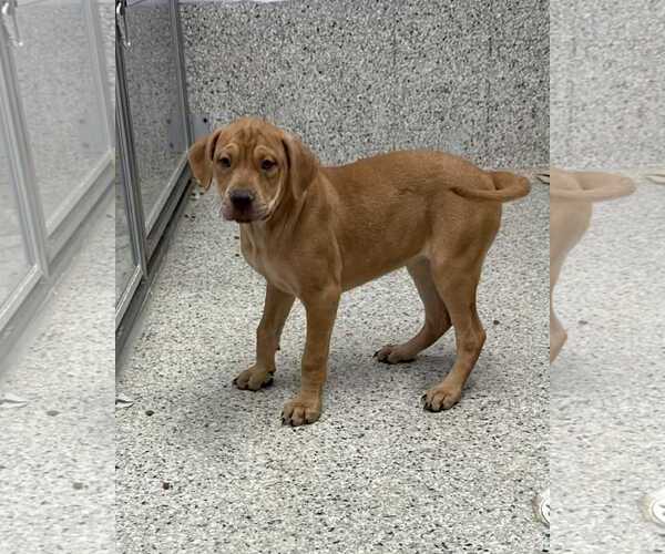 Medium Photo #4 Labrador Retriever-Unknown Mix Puppy For Sale in Mechanicsburg, PA, USA
