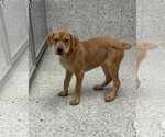 Small #3 Labrador Retriever Mix