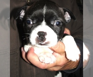 Boston Terrier Puppy for sale in CRKD RVR RNCH, OR, USA