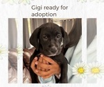 Small Border Collie-Border Terrier Mix