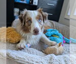 Small #2 Australian Shepherd