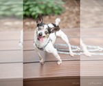 Small Chihuahua Mix