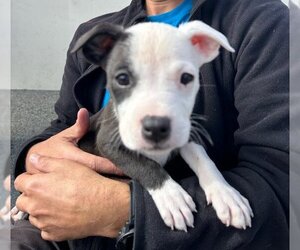 American Staffordshire Terrier-Unknown Mix Dogs for adoption in San Juan Capistrano, CA, USA