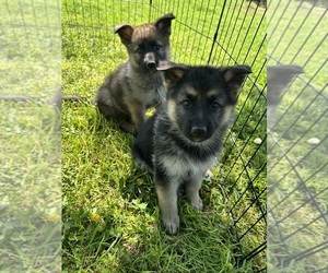 Australian Shepherd Puppy for sale in FRESNO, CA, USA
