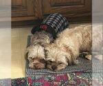 Small #1 Shih Tzu Mix