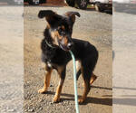 Small #1 Mutt