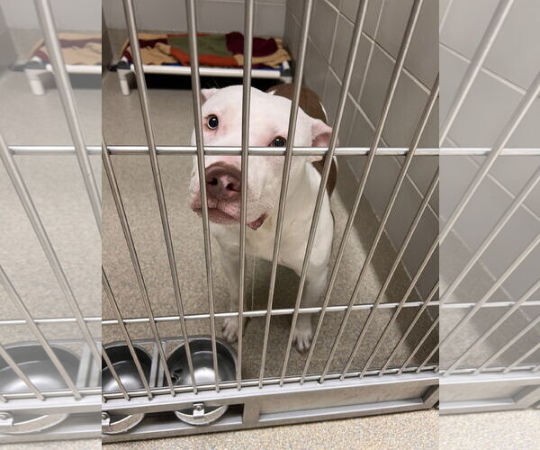 Medium Photo #6 American Pit Bull Terrier-Unknown Mix Puppy For Sale in Virginia Beach, VA, USA