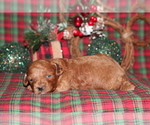 Small Photo #4 Poodle (Toy) Puppy For Sale in GRAY, LA, USA