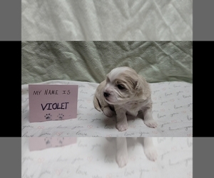 Medium Maltipoo (Miniature)