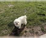 Small #1 Havanese