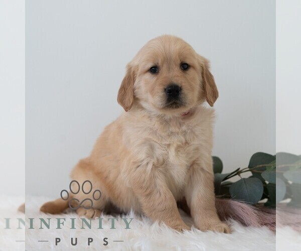 Medium Photo #4 Golden Retriever Puppy For Sale in NEWPORT, PA, USA