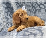Small Photo #10 Goldendoodle Puppy For Sale in LAKELAND, FL, USA