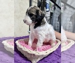 Small Photo #5 Poodle (Standard) Puppy For Sale in CRAIG, NE, USA