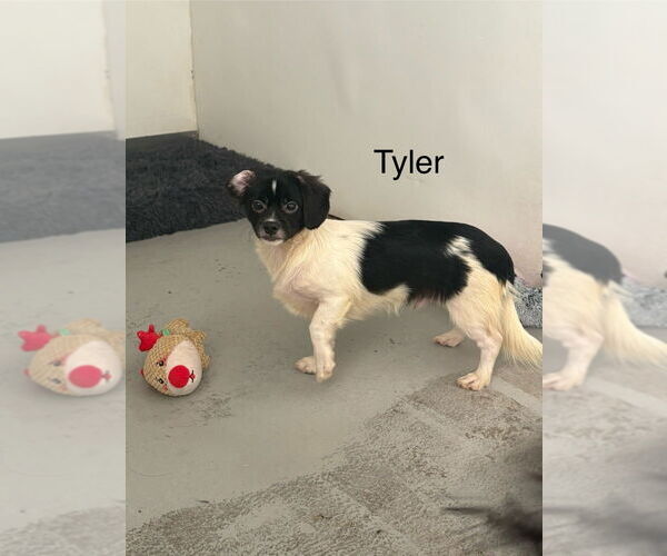 Medium Photo #1 Jack Russell Terrier-Papillon Mix Puppy For Sale in Studio City, CA, USA