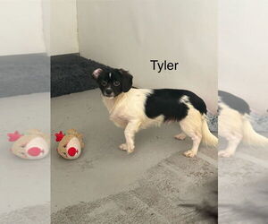 Jack Russell Terrier-Papillon Mix Dogs for adoption in Studio City, CA, USA