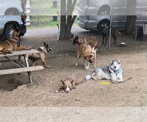 CARLY - Female Mutt Dog for Adoption - Photo #4