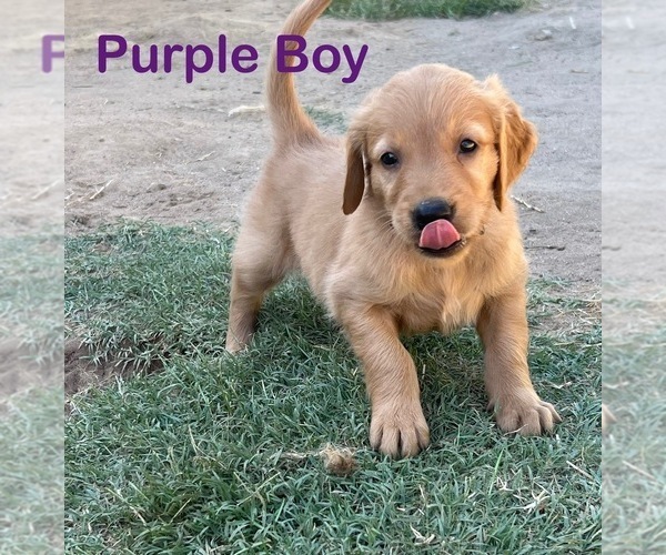 Medium Photo #7 Golden Retriever Puppy For Sale in FRESNO, CA, USA