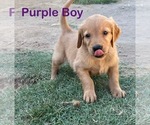 Small #5 Golden Retriever