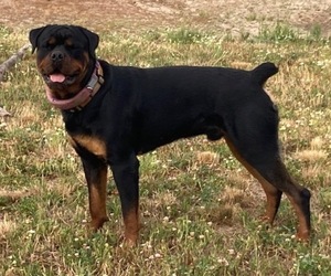 Father of the Great Pyrenees-Rottweiler Mix puppies born on 07/19/2025