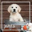Small Photo #5 English Cream Golden Retriever Puppy For Sale in JEFFERSON, GA, USA