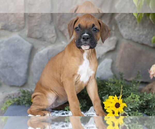 Medium Photo #2 Boxer Puppy For Sale in SHILOH, OH, USA