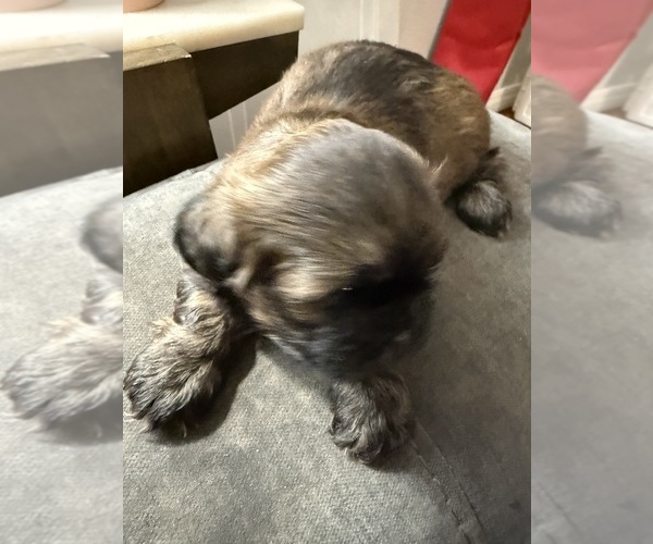 Medium Photo #4 Shih Tzu Puppy For Sale in CANTONMENT, FL, USA