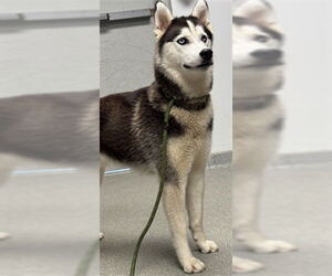 - Mix Dogs for adoption in Palmetto, FL, USA
