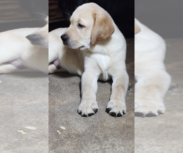 Medium Photo #1 Labrador Retriever Puppy For Sale in CONFLUENCE, PA, USA