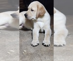 Small Labrador Retriever